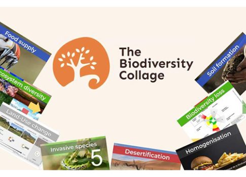 Biodiversity Collage – 2pm